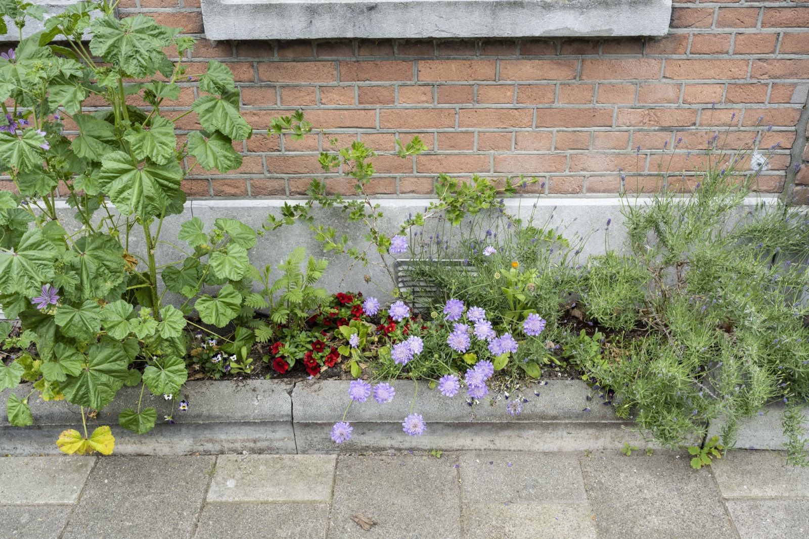 Geveltuin